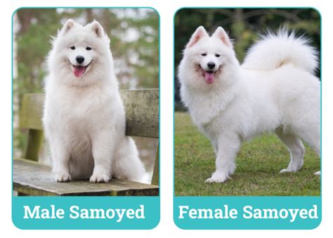 Male Female Samoyed Dogs Autumn Park Stock Images Download 6 Royalty