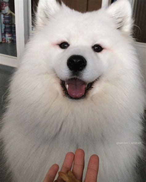 Meet Maya, the Most Famous Samoyed in the World Our Funny Little Site