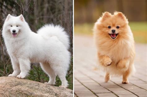 Pomeranian Samoyed Mix Puppy Pets Lovers