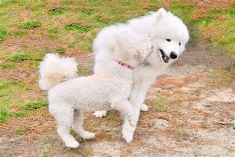 Sammypoo (Samoyed Poodle Mix, Samoyed Hypoallergenic) We Love Doodles