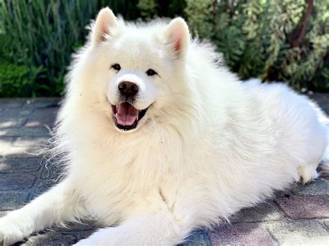 Samoyed Dog Puppy for Sale, Best Pet Shop Near Me Dav Pet Lovers