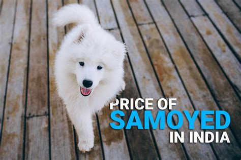 Samoyed Dog Puppy Price / So Cute Samoyed Puppy For You At Galiff