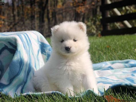 Samoyed Puppies For Sale Az: Your Guide To Finding The Perfect Furry
Companion