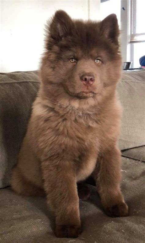 Brown Boy Samoyed puppy for sale near Tampa Bay Area, Florida