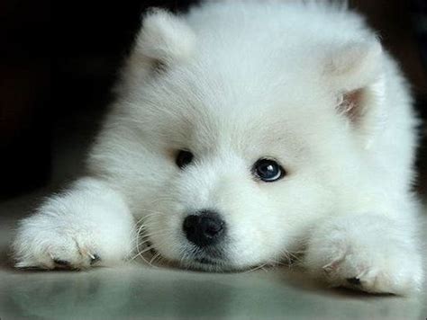 Samoyed Puppy Cute puppy breeds, Samoyed puppy, Samoyed dogs