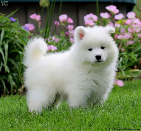 Samoyed Puppy Kopen
