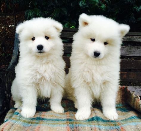 Samoyed Puppy Te Koop