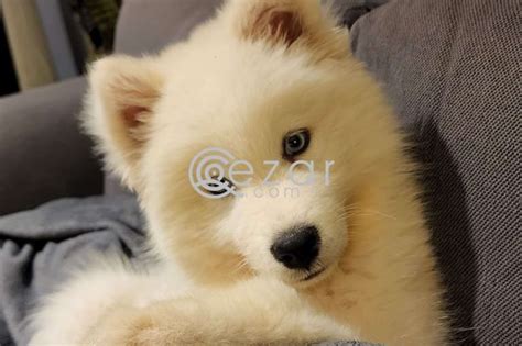 Other Animals Female Samoyed d7648221Mzad Qatar