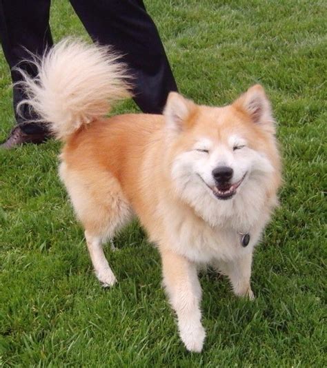 Shiba Inu Samoyed Mix Facts And Information My First Shiba Inu