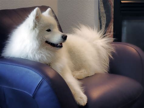 Short Hair Shaved Samoyed These Will Be the 10 Biggest Hair Trends of