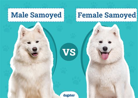 Samoyed Dog Size Comparison