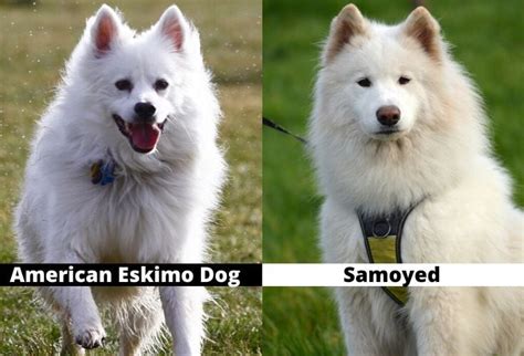 Samoyed Vs American Eskimo YouTube