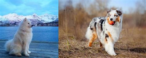 Samoyed Vs Australian Shepherd cuki