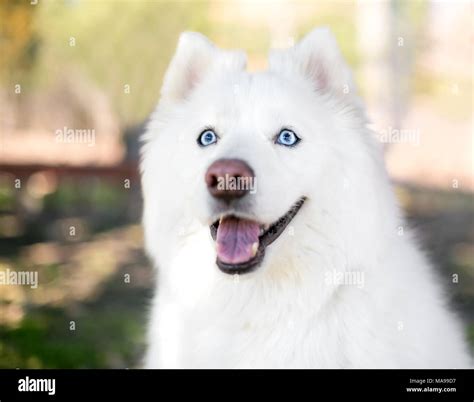 Blue Boy Samoyed puppy for sale near Monterey Bay, California