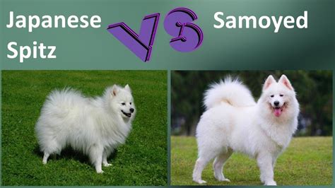 Samoyed With 6 Weeks Old Puppy Samojede Mit 6 Wochen Altem Samoyed Dog