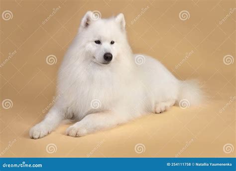 So beautiful. Dog breeds, Samoyed, Dog skin