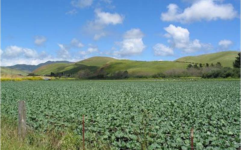 San Luis Agriculture