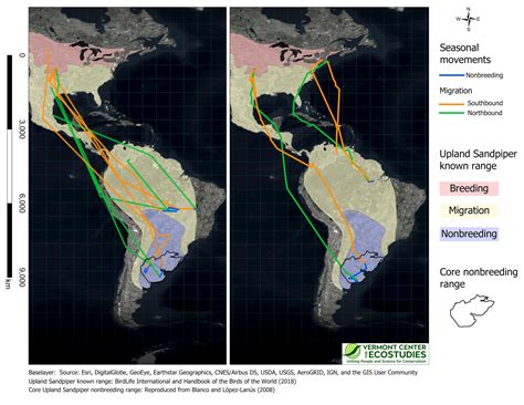 Sandpiper Links: Discover Migration Patterns