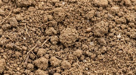 Why Sandy Loam Soil Is The Best Choice For Your Garden