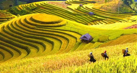 Sapa Terrace Fields