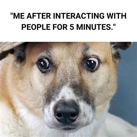 Sarcastic Dog Meme