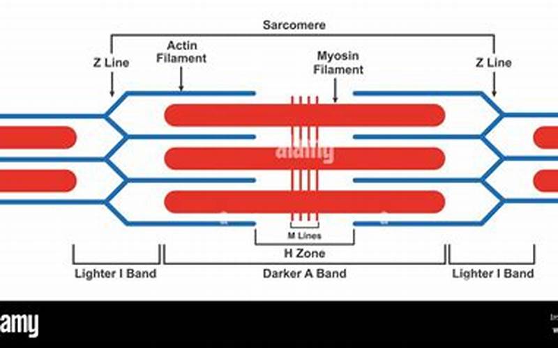 Sarcomere Structure