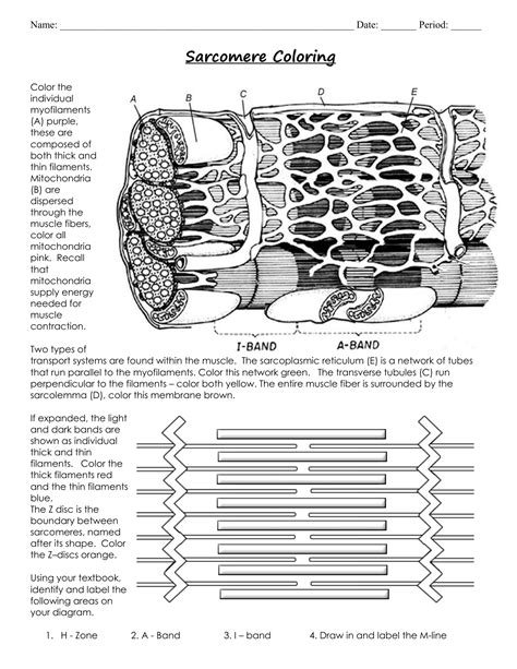 Sarcomere Coloring Worksheet Answers Key
