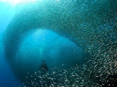 Sardine Run Phenomenon