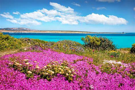 Sardinia Springtime