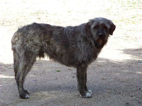 Sardinian Shepherd (cane fonnesu) — in 2021 Livestock guardian dog