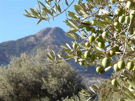 Sardinian Olive Varieties