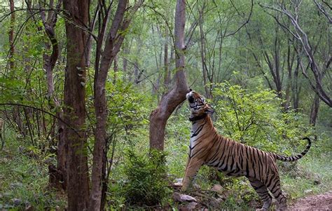 Sariska Tiger Reserve Tips