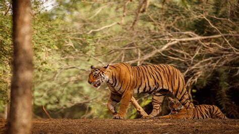 Sariska tiger sighting