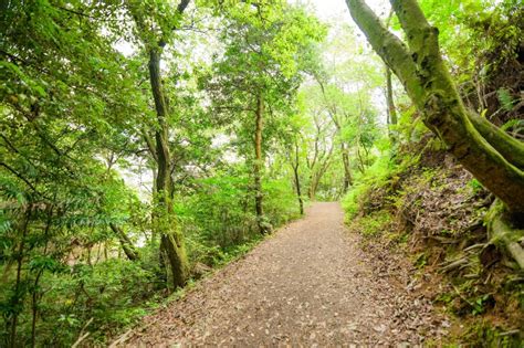Sasaguri forest trails