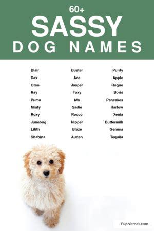 Sassy Dog Names