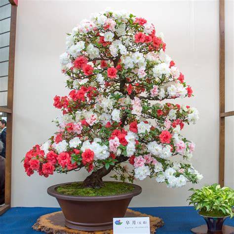仙台のさつき盆栽展に並ぶ華やかな作品