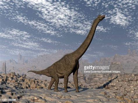 Limb Proportions