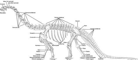 Sauropod Skeleton