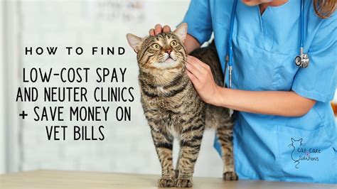Saving Money: Exploring Low-Cost Spay Options
