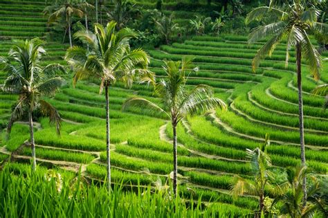 Sawah Subak Bali