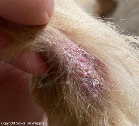 Unlocking the Secrets of Scabby Skin on Dogs: A Comprehensive Guide to Identifying, Treating and Preventing Canine Dermatological Issues