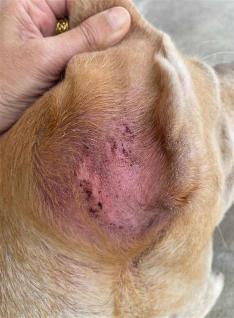 Combatting Scabs in Dog Ears: Tips and Treatments to Keep Your Pup Healthy