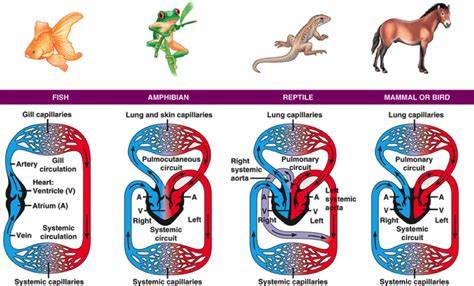 The Amazing Adaptation: Scaling Up from Two-Chambered Hearts of Animals - A SEO Title