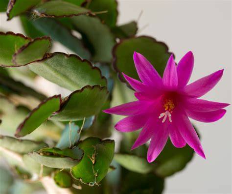 Scale On Easter Cactus
