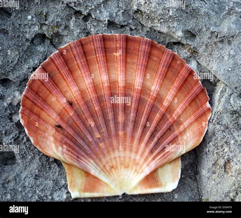 Scallop Shell Image
