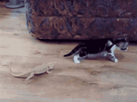 Scared Cat Jump Gif