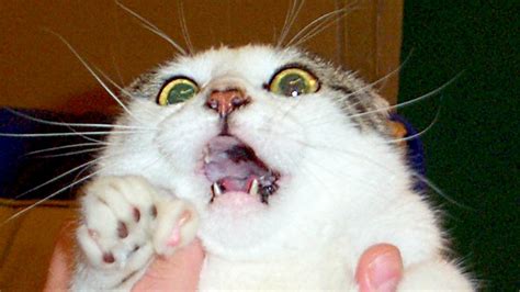 Scared Funny Cat