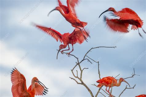 Scarlet Ibis Flying