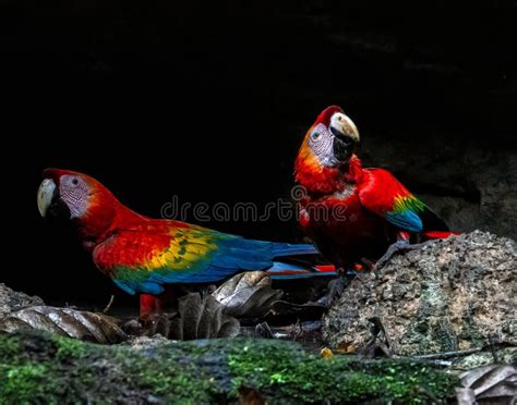 Scarlet Macaws at Clay Lick
