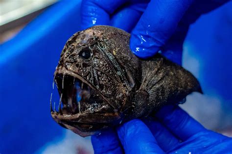 Scary Animals In The Deep Ocean